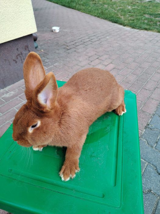 Króliki nowozelandzkie nc Ur 25 kwietnia 2025 roku