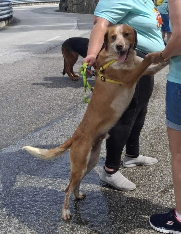 O JACK é um xPERDIGUEIRO, está para adoção!