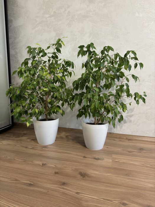 Фикус Бенджамина