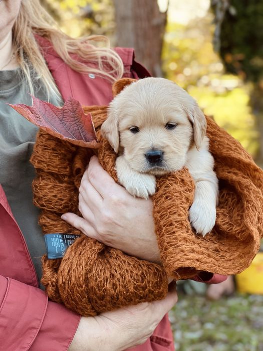 Golden Retriever ZKwP FCI