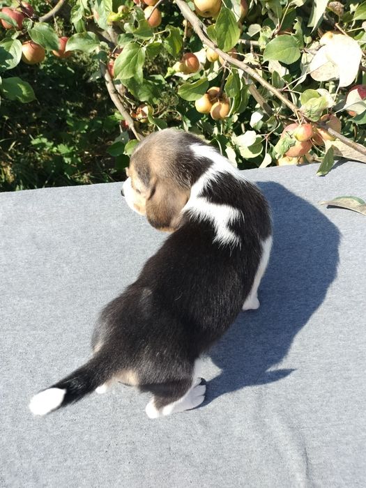 Sprzedam suczkę Beagle