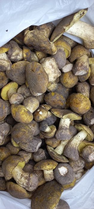 grzyby gąski zielonki świeże