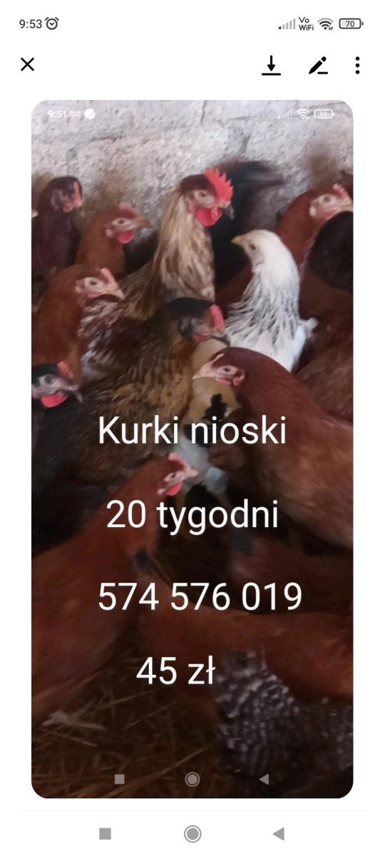 Gąski,kaczuszki,kurczaczki,indyczki,perliczki,kurki Rossa
