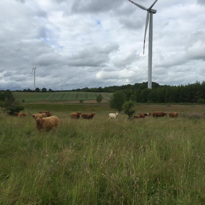 Krowy cielaki jalowki Highland