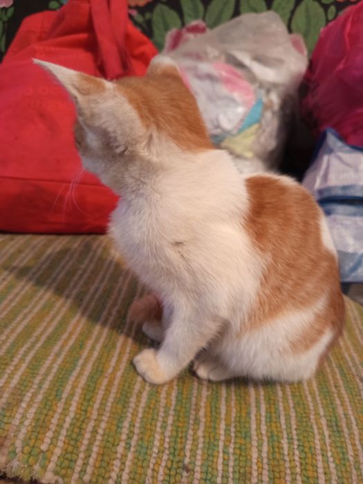 Віддам у хороші руки