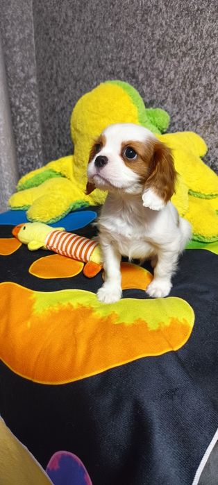 Кавалер кинг чарльз спаниель мальчик