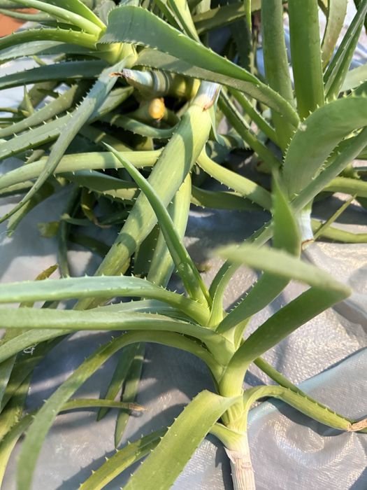 Свіже листя алоє безкоштовно