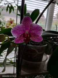 Орхидея фаленопсис.