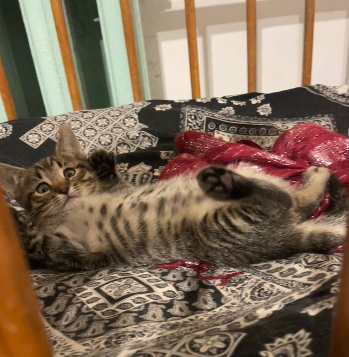 Кошенята таббі, 2 міс. Є метис черепахового кота