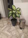 Difenbachia i monstera kwiat w doniczce