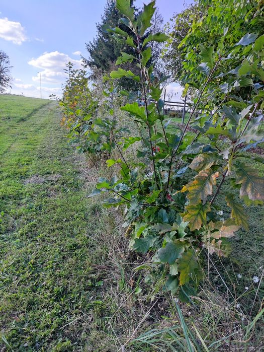 Sadzonki dębu 40-150cm