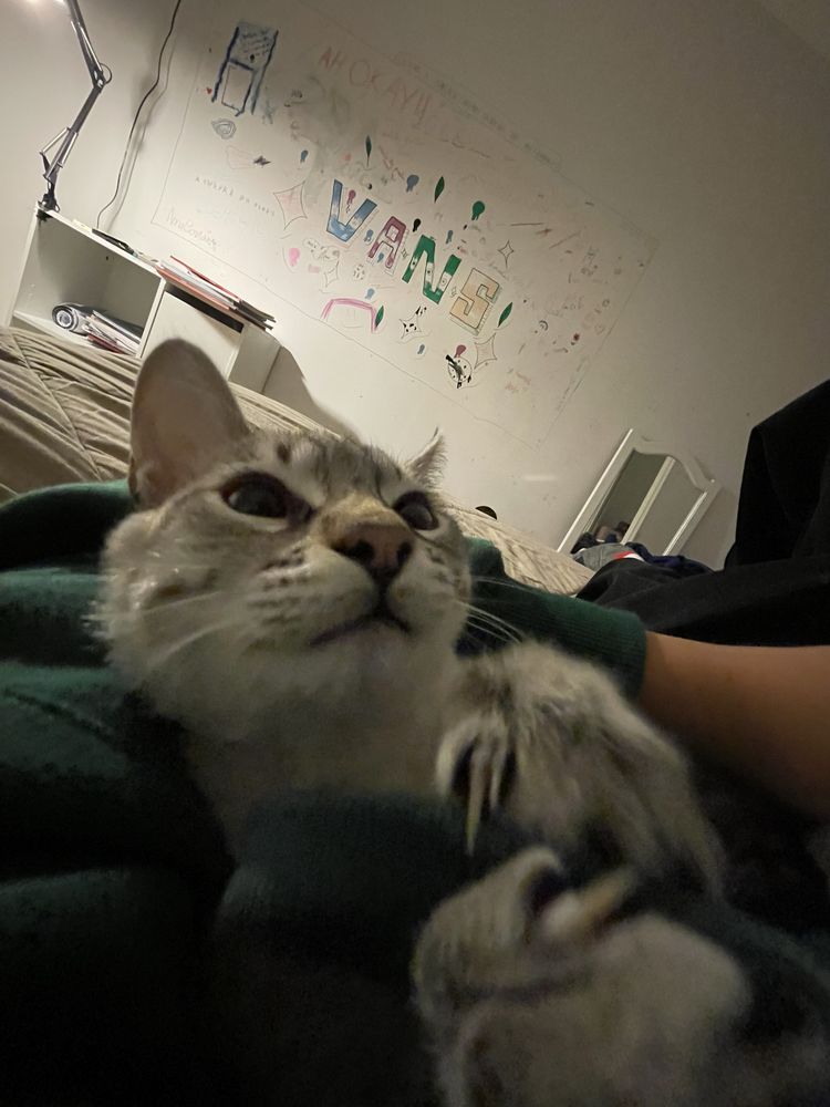 Quer viajar e não quer deixar seu caozinho ou gatinho sozino?
