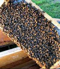 Продам бджоло пакет Вишгородський район, укр рамка