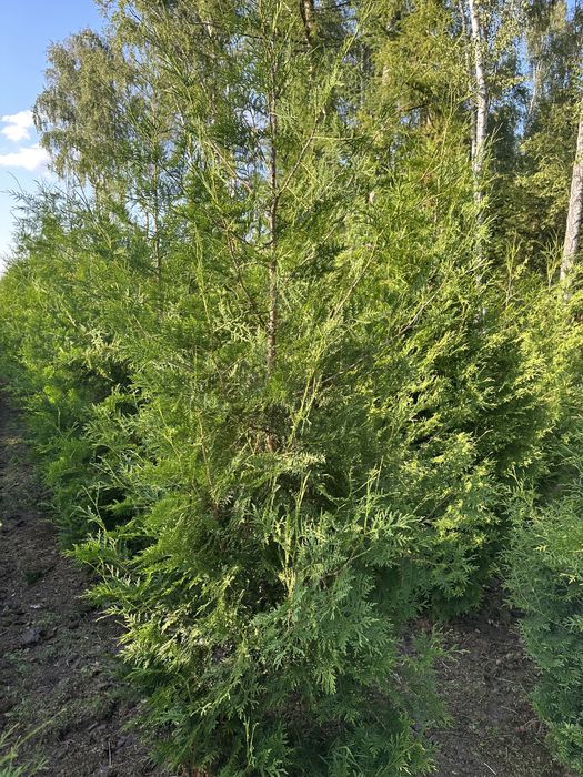 Thuja Brabant Tuja 2-3m Transport Sadzenie