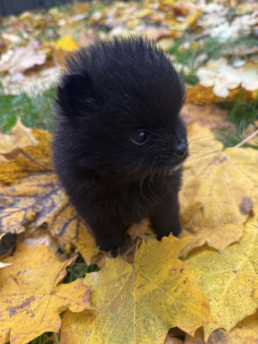 Szpic miniaturowy piesek czarny
