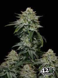 Nasiona marihuany feminizowane Gorilla Cookies FF / Fast Buds 3sztuki