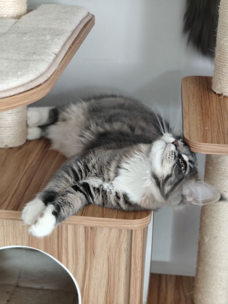 Kotka Kimi Maine coon