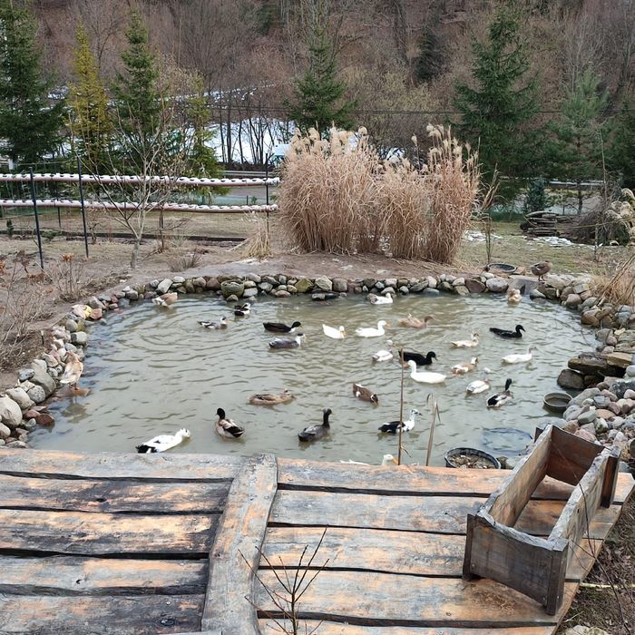 Hodowla kaczek  BIEGUS INDYJSKI Czystej Rasy