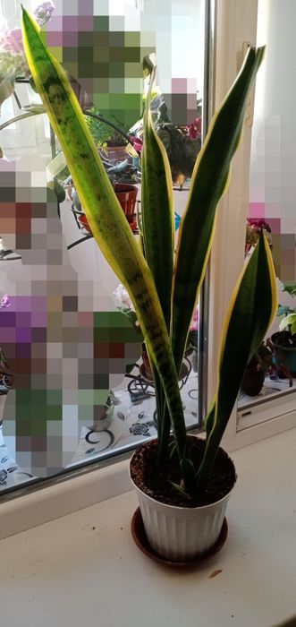 Цветок - Сансевиерия
