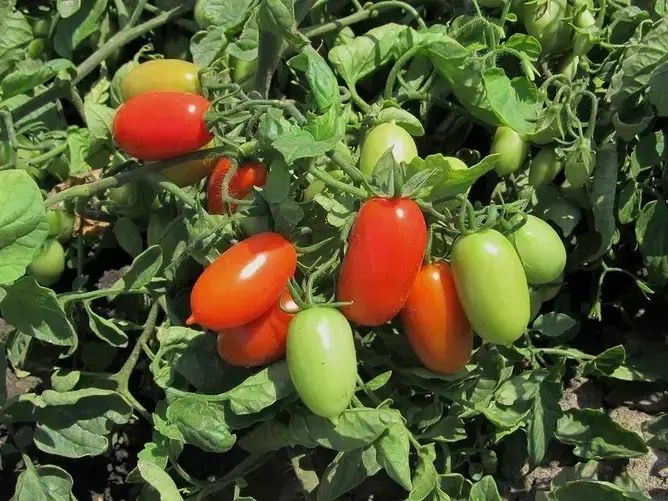 Насіння помідор Брісколіно F1 Терміново