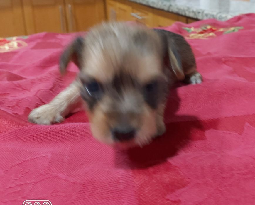 Linda Yorkshire terrier raça pequena