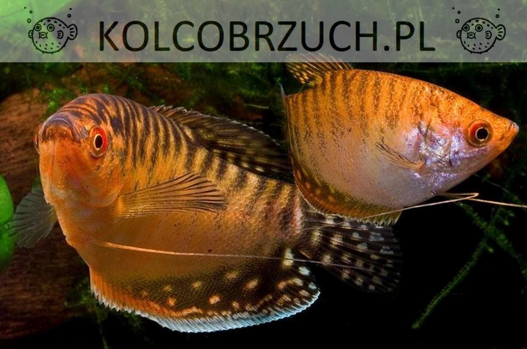 Gurami złocisty - złoty - złote - Trichogaster trichopterus - wysyłka