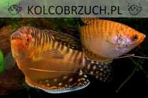 Gurami złocisty - złoty - złote - Trichogaster trichopterus - wysyłka