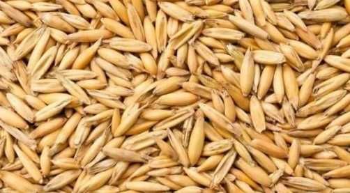 owies z jęczmieniem