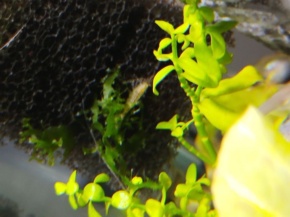 Krewetki zamienię na rybki