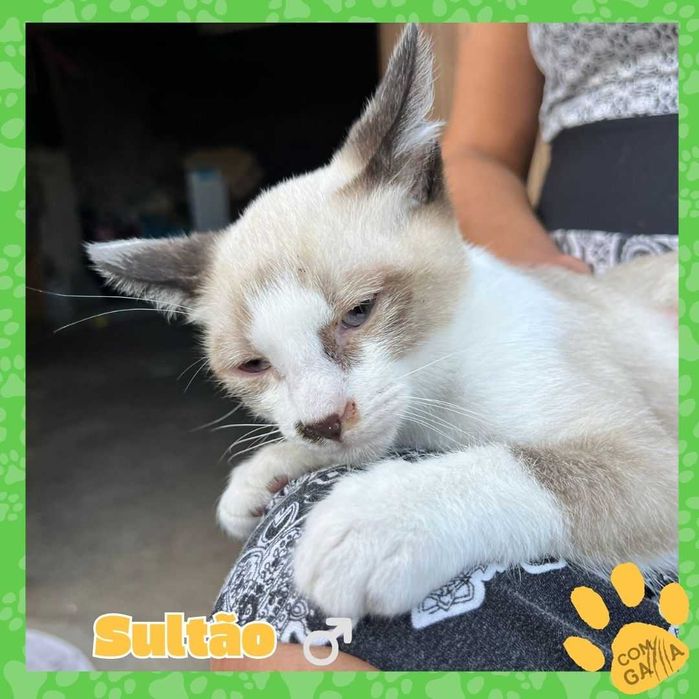 Gatinhos para adoção - Sultão e Pachá