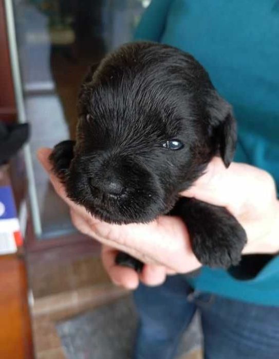 Sznaucer miniaturowy czarny piesek piesek szczeniak