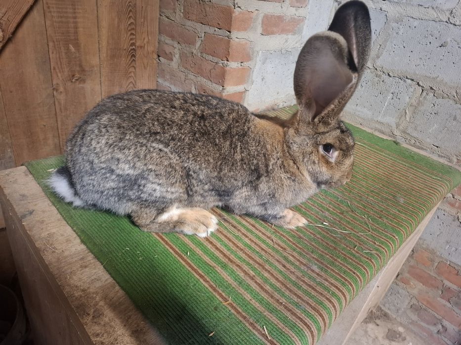 Olbrzym Belgijski Samica Bos