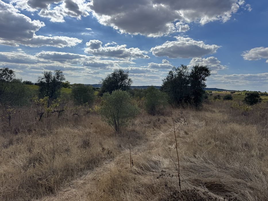 Oliveiras para bonsais