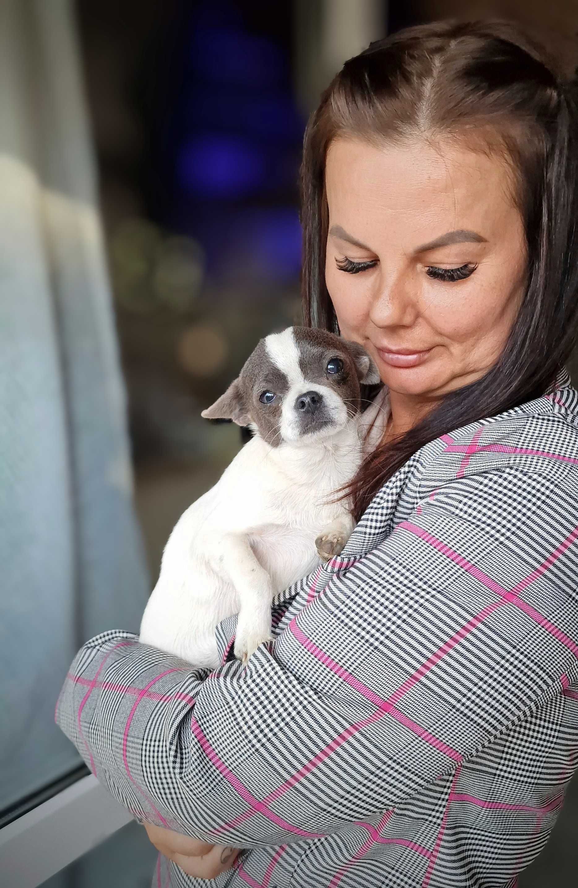 Biało niebieskiego chłopiec Chihuahua juz do odbioru