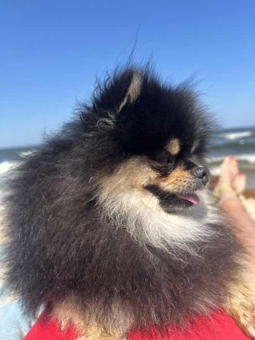 Szpic miniaturowy pomeranian black and tan pieski suczki