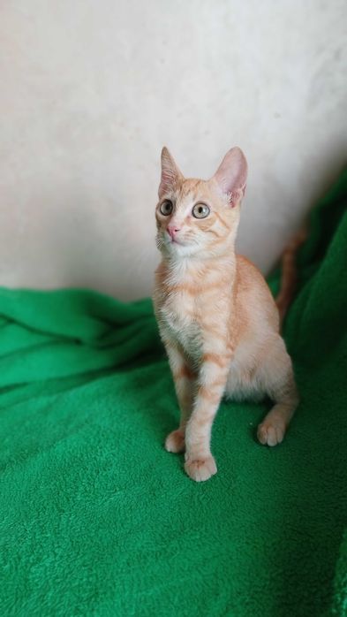 Рыжий активный котенок - мальчик, кот, 4 месяца