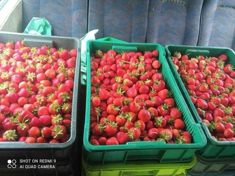 Продам саджанці полуниці Румба і Хоней