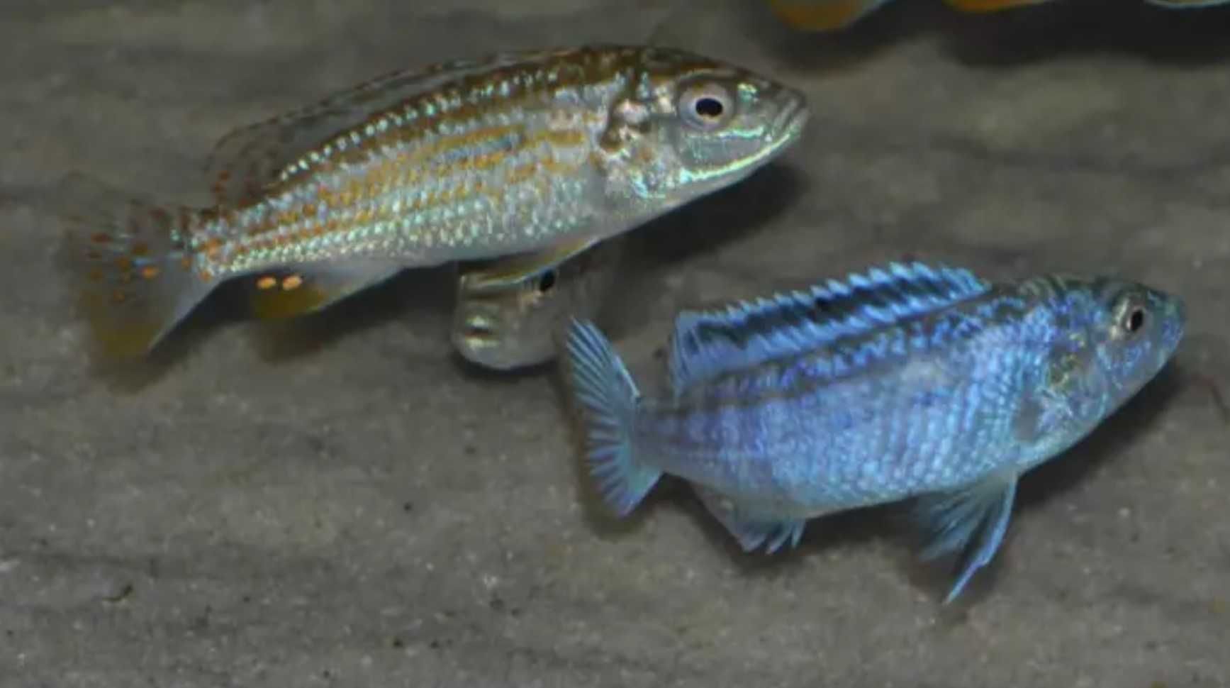 Melanochromis exasperatus - PYSZCZAK - dowóz, wysyłka