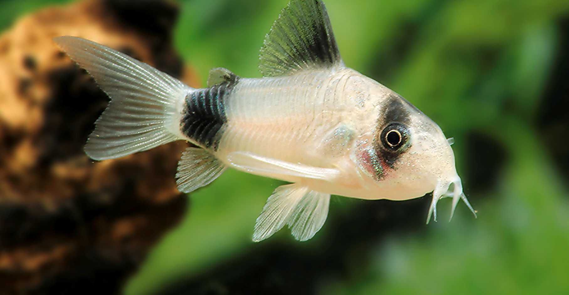 Kirysek panda - Kirys pandowaty - Corydoras panda - dowóz, wysyłka