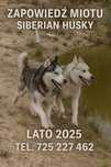Zapowiedź miotu Siberian Husky