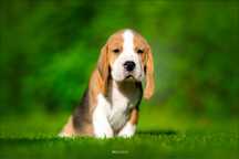 CHARLIE piesek Beagle z renomowanej hodowli ALOTORIUS OLD GLORY FCI
