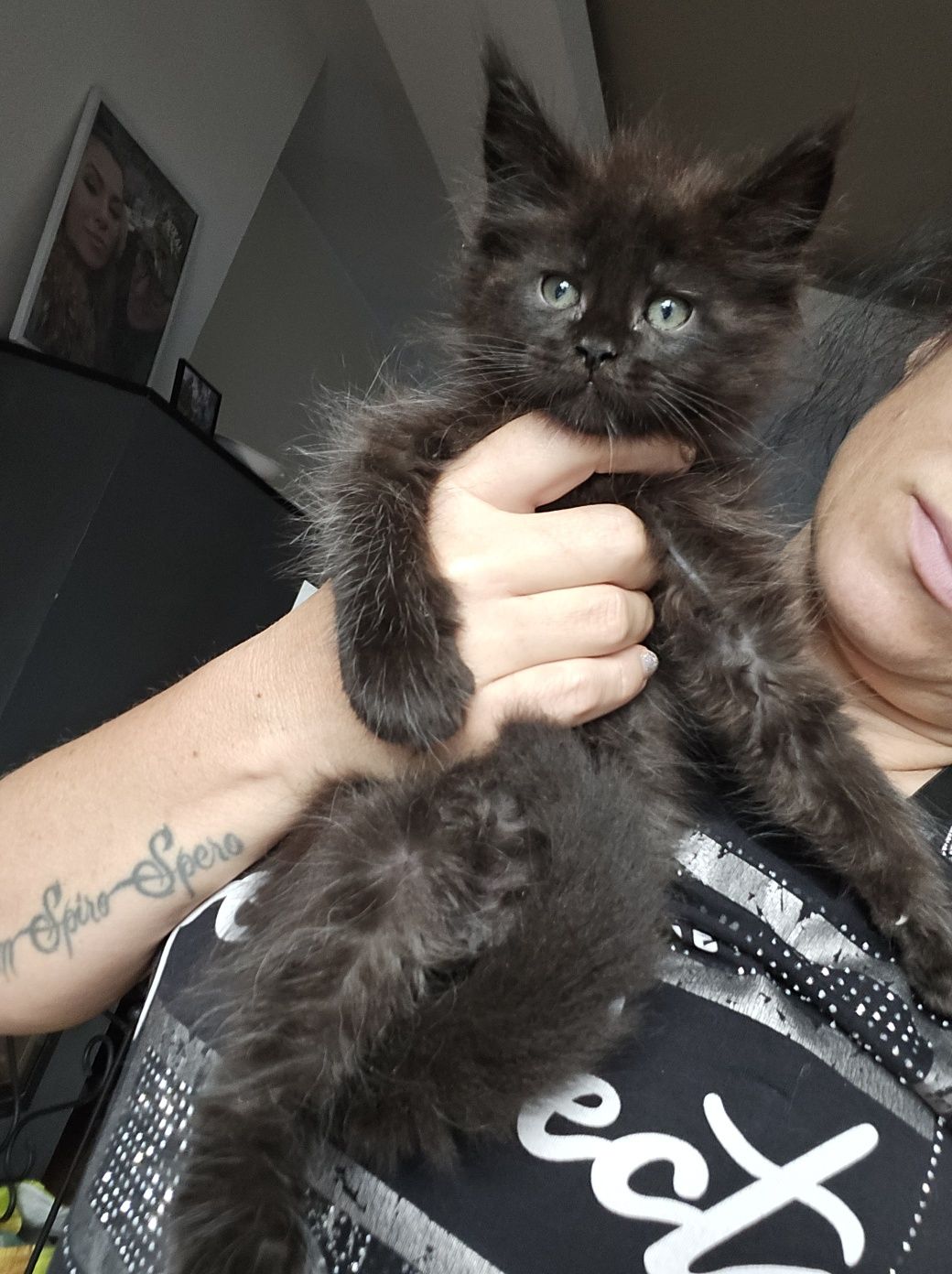 Mainecoon Kocurek czarny ze srebrem Felis Polonia