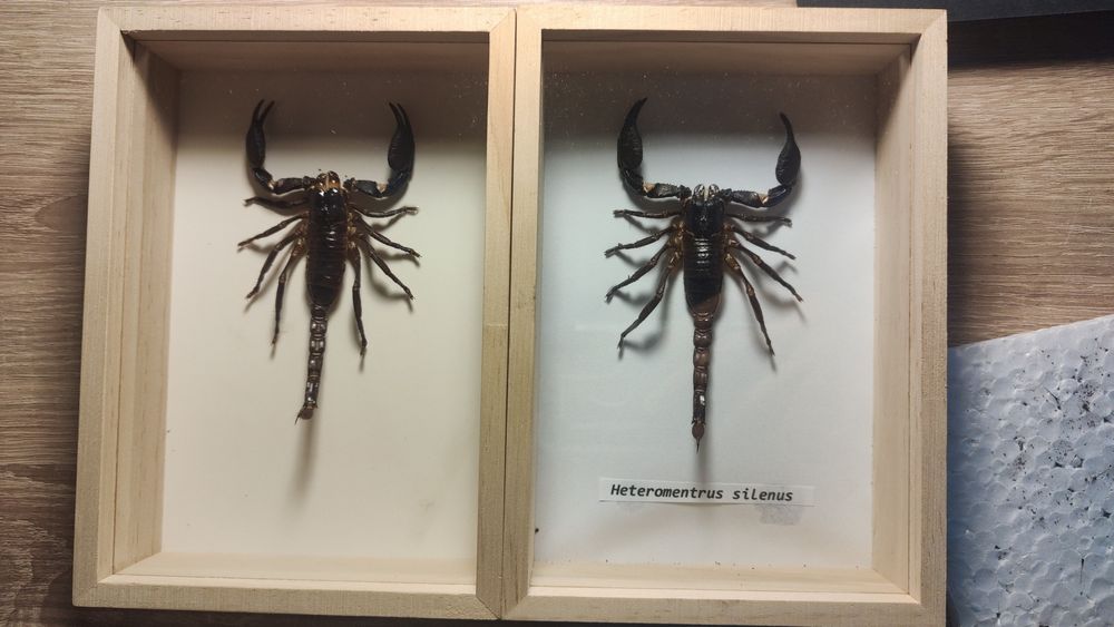 Skorpion w ramce heterometrus silenus 100zł
