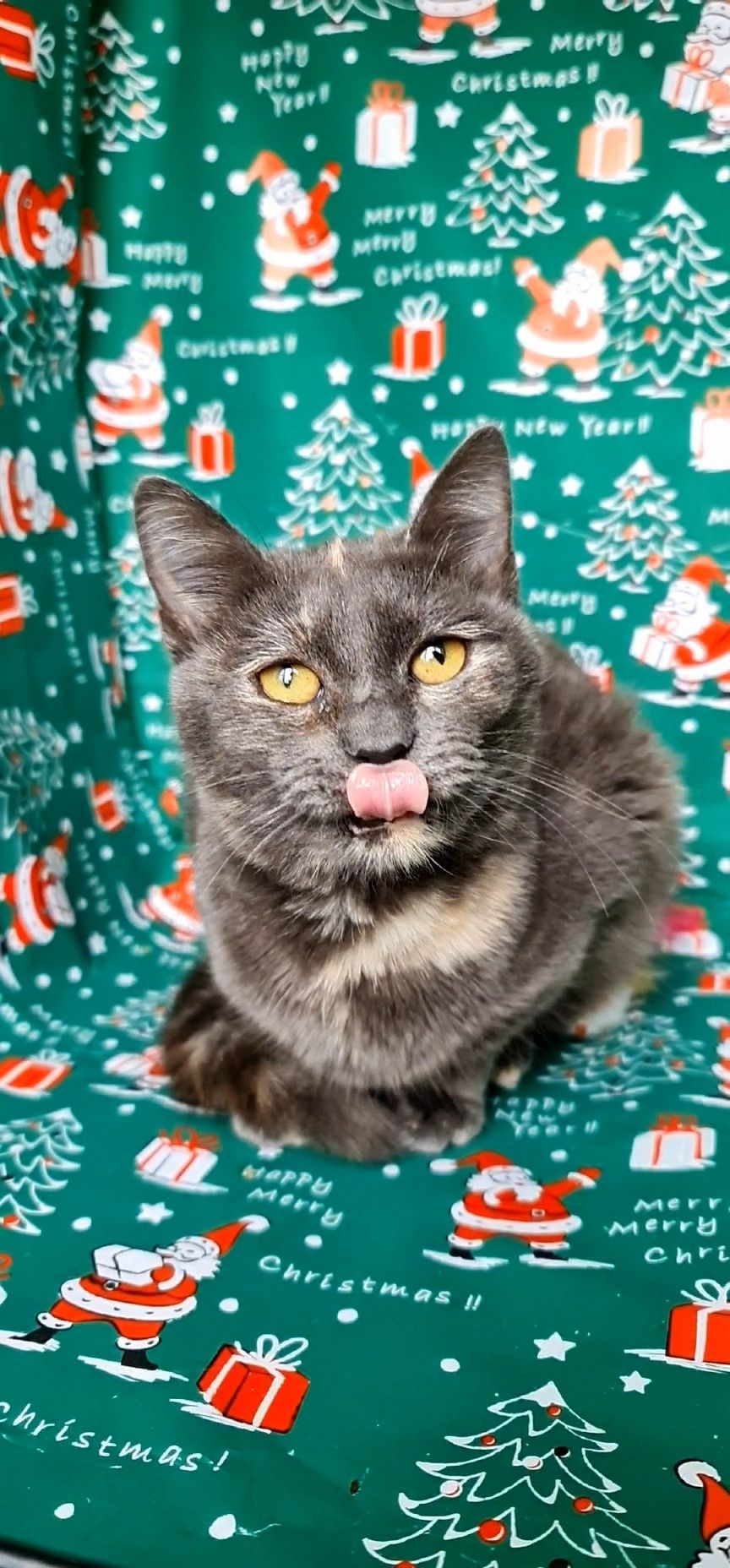 Котенок девочка серая с персиковым