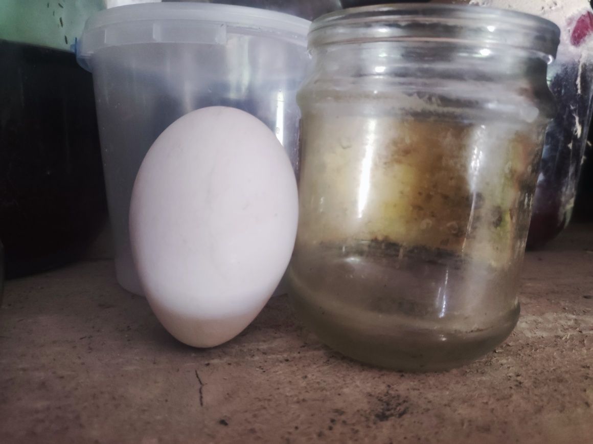 Продам яйця гусей інкубаційні