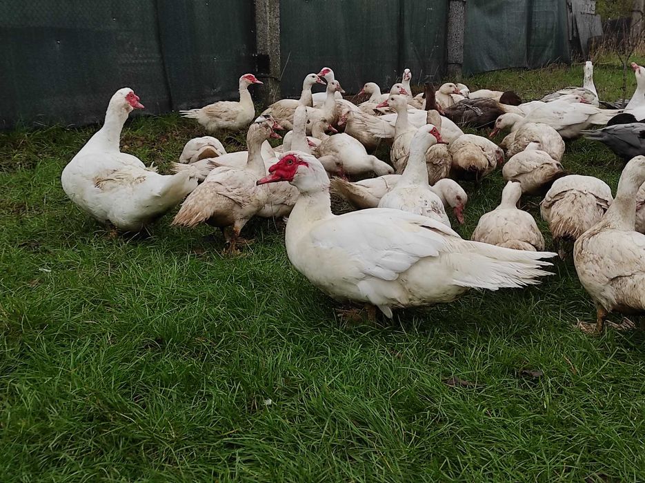 Мускусні качки важка лінія німецька селекція, молодняк та дорослі