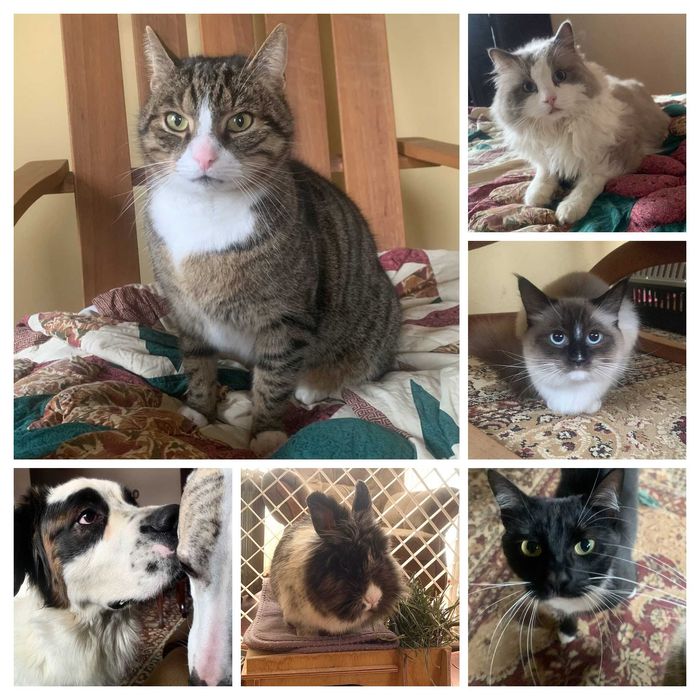 Hotel dla psów, kotów, królików, gryzoni i innych zwierząt