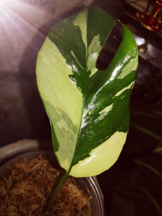 Monstera Minima Variegata Raphidophora Tetrasperma philodendron 1 liść