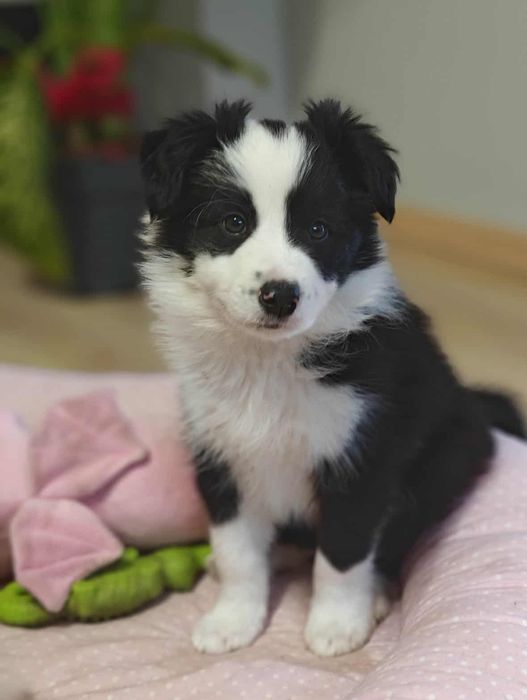 Chłopiec Border Collie