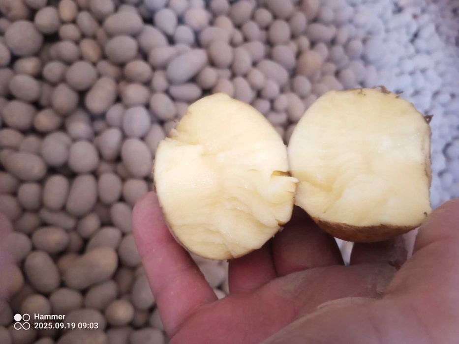 Ziemniaki jadalne gala Mia marabel